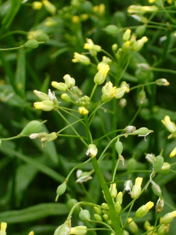 Fleurs de cameline